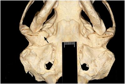 Temporomandibular Joint Pathology of Wild Carnivores in the Western USA